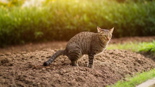 用16便士来阻止猫在你的花园里拉屎，你的花会喜欢的