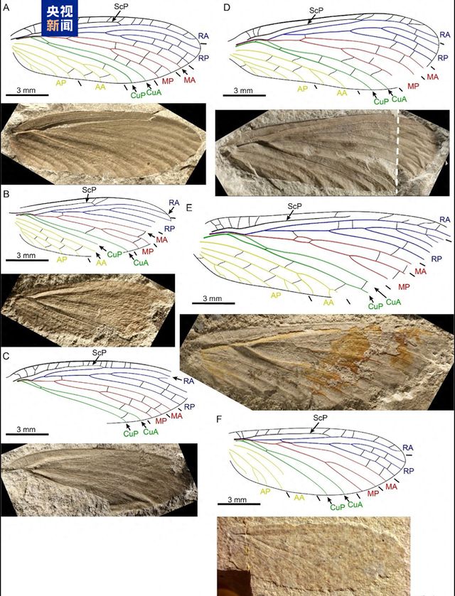距今约3亿年！山西阳泉发现我国二叠纪首个透翅目昆虫化石