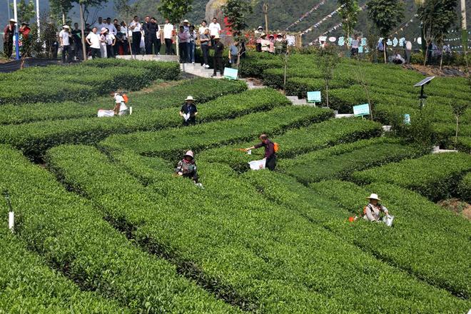 大宗茶机械化采摘，让“废叶”变“金叶”