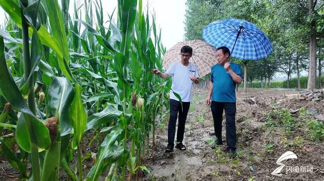 潍坊昌乐：“连雨天”玉米病虫害高发 农技人员田间“支招”保丰产